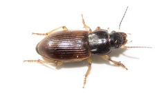 Anisodactylus sanctaecrucis