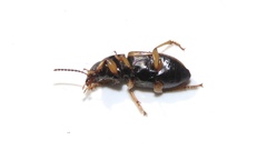 Anisodactylus sanctaecrucis