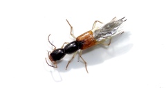 Homaeotarsus cribratus