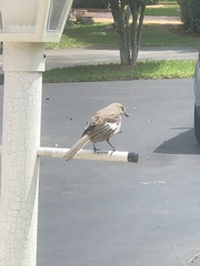 Mimus polyglottos