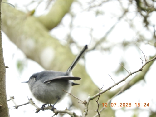 Masked Gnatcatcher