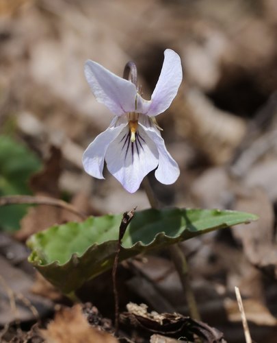 Viola bissetii iNat (1)
