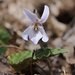 Viola bissetii - Photo (c) Toshihiro Nagata, μερικά δικαιώματα διατηρούνται (CC BY-NC), uploaded by Toshihiro Nagata