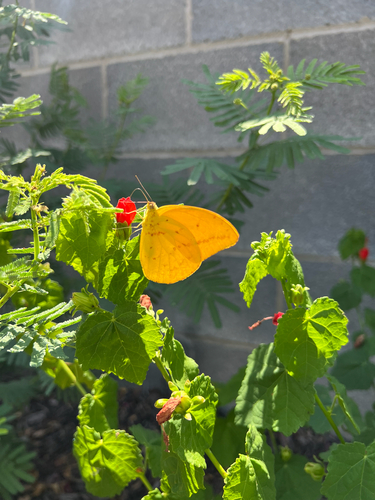Large Orange Sulphur