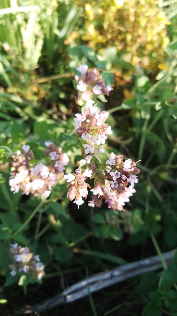 Spreading mat of oregano foliage
