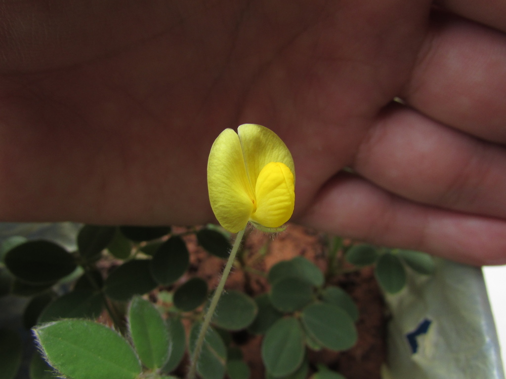Arachis pusilla