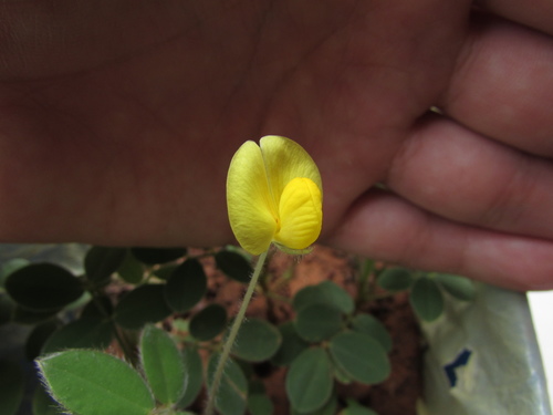 Arachis pusilla