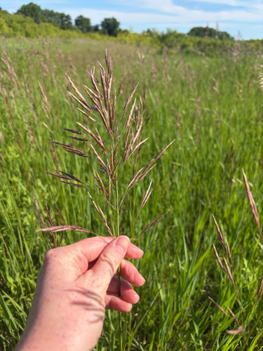 Smooth Brome