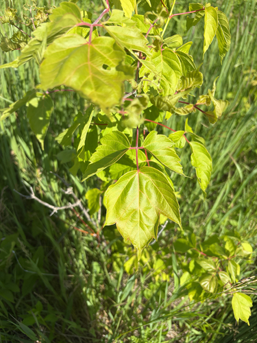 box elder