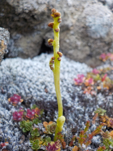 Botrychium simplex, 2026-07-26