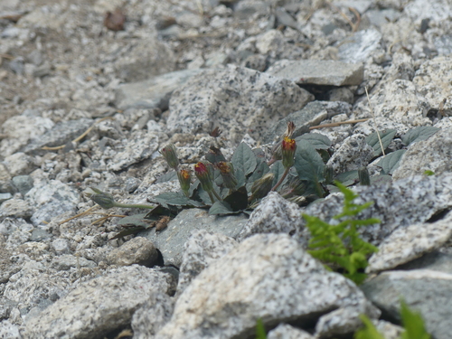 Crepis pygmaea, photograph 6