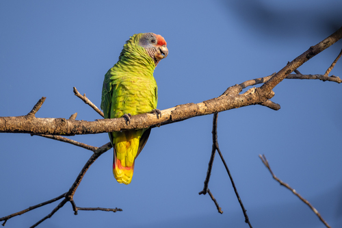 Red-tailed Amazon
