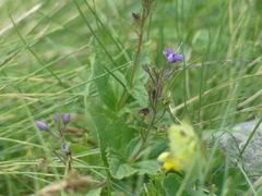 Veronica ponae, photograph (c) DDutrey, some rights reserved (CC BY)
