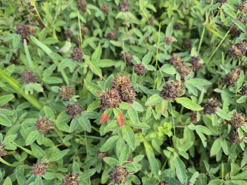 Zigzag Clover