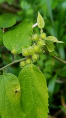 Celticecis celtiphyllia