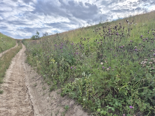 Greater Knapweed