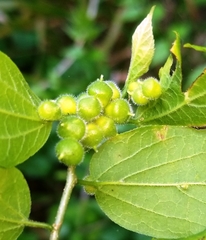 Celticecis celtiphyllia