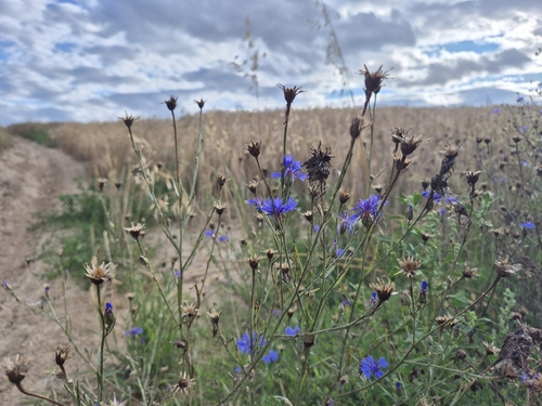 Cornflower