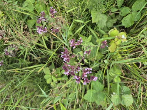 Oregano