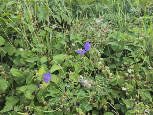 Meadow Crane's-bill