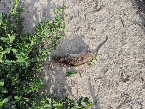 Striped Field Mouse