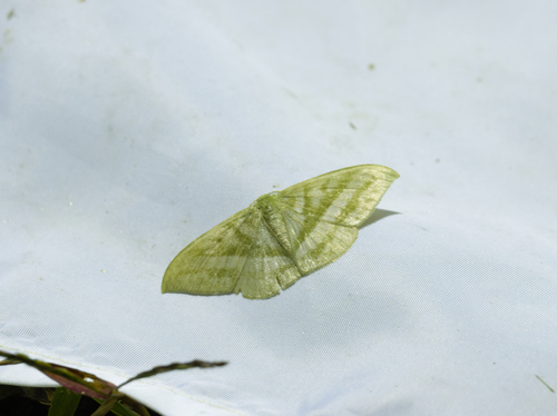 Mixochlora vittata