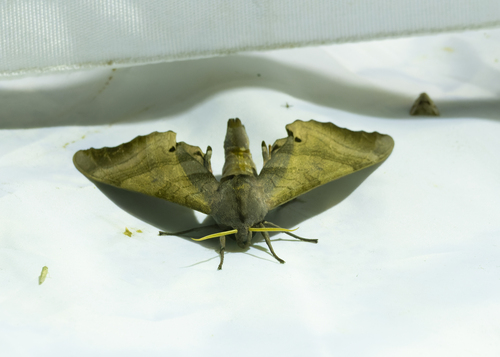 Marumba gaschkewitschii
