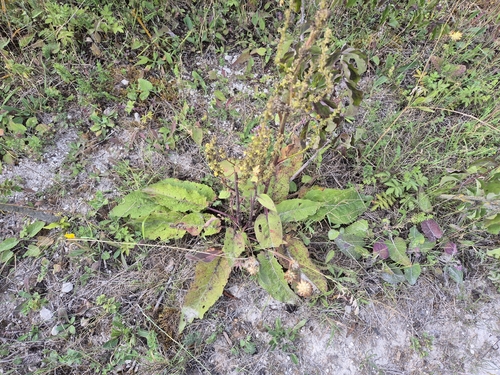 Dark Mullein