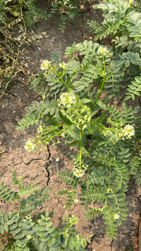 field penny-cress