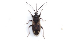 Eremocoris borealis