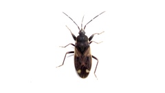 Eremocoris borealis