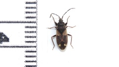 Eremocoris borealis