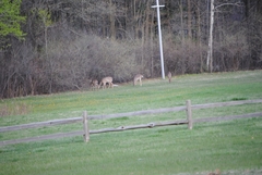 Odocoileus virginianus