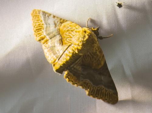 Diomea fasciata