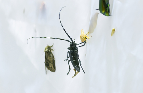 Citrus Longhorn Beetle