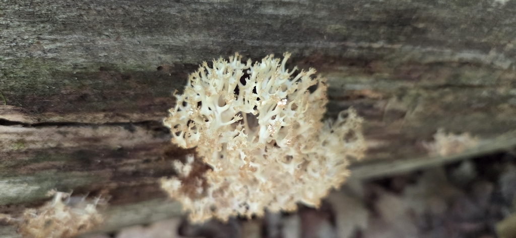 crown-tipped coral fungus · July 2026 · photo: Photo: (c) WF_MI, some rights reserved (CC BY) · iNaturalist