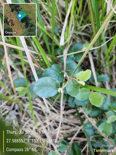 Petalostigma pubescens, photograph 5