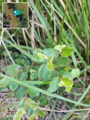 Petalostigma pubescens, photograph author not stated, no rights reserved
