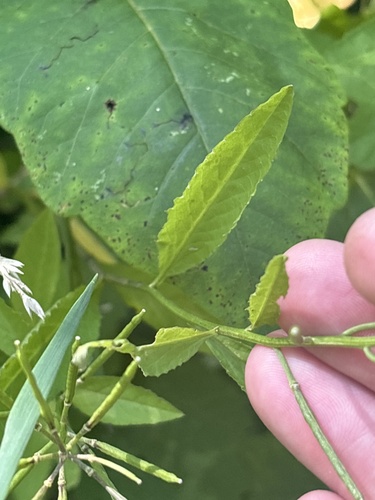 Iodanthus pinnatifidus, 2026-07-29