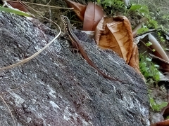 Leiocephalus barahonensis