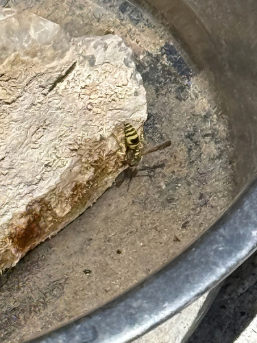 iNaturalist observation photo of Ground Yellowjackets