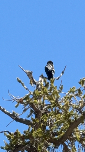 iNaturalist observation photo of Common Raven