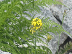 Coincya monensis