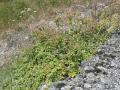 Potentilla nivalis, photograph (c) DDutrey, some rights reserved (CC BY)