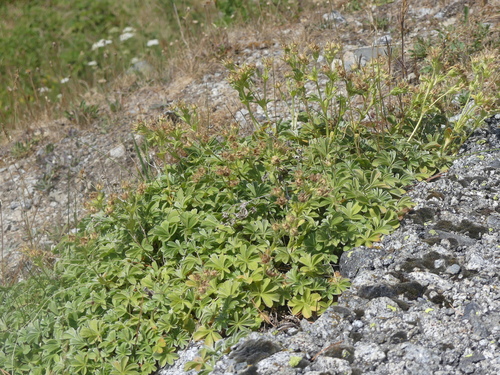 Potentilla nivalis, photograph 4
