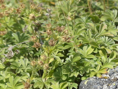 Potentilla nivalis