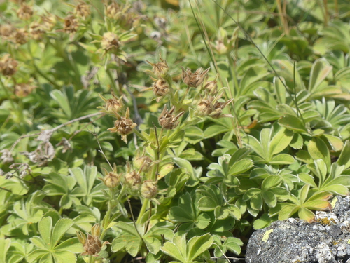 Potentilla nivalis, photograph 1