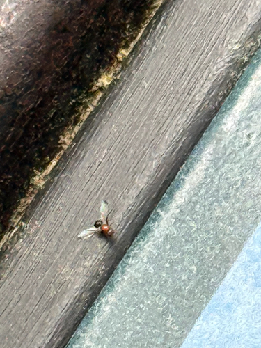iNaturalist observation photo of Mycetaulus