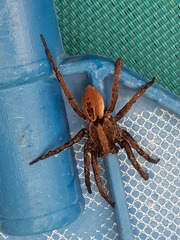 Lycosa erythrognatha