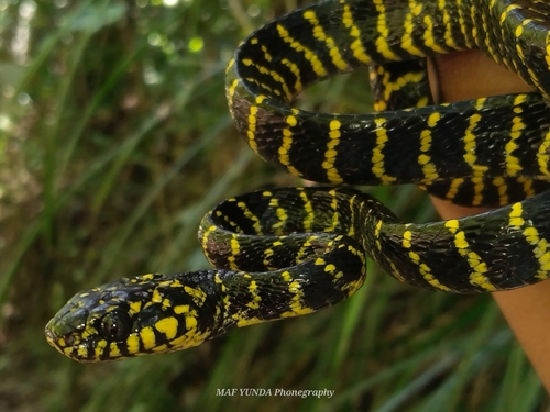 Boiga dendrophila